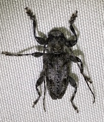 Aegomorphus modestus