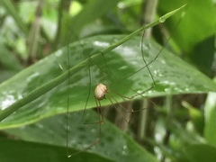 Gagrellula ferruginea