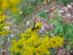 Zethus spinipes spinipes