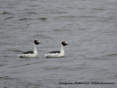 Podiceps gallardoi