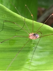Gagrellula ferruginea