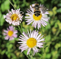 Erigeron aliceae