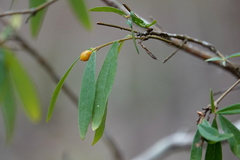 Wikstroemia indica