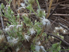 Pseudoconyza viscosa