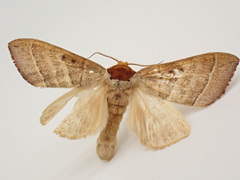 Datana contracta