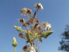 Pseudoconyza viscosa
