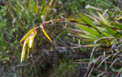 Tillandsia lajensis