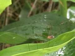 Gagrellula ferruginea
