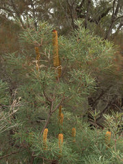 Banksia collina