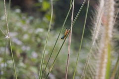 Caryanda spuria