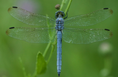 Orthetrum lineostigma