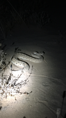 Crotalus cerastes laterorepens