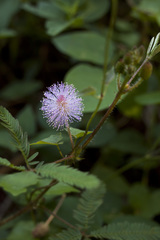 Mimosa pudica