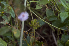 Mimosa pudica