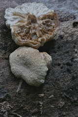 Hypomyces tremellicola