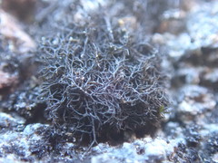 Pseudephebe pubescens