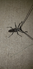 Monochamus notatus