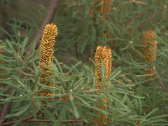 Banksia collina