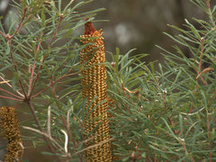 Banksia collina