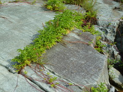 Plantago maritima juncoides