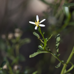 Olearia decurrens