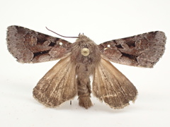 Oligia minuscula