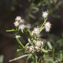 Olearia decurrens
