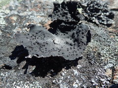 Umbilicaria proboscidea