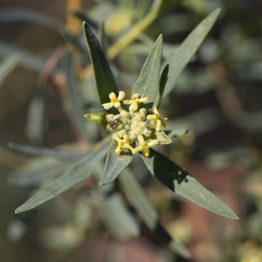 Pimelea microcephala microcephala
