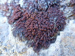 Andreaea nivalis