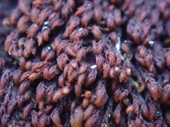 Andreaea nivalis