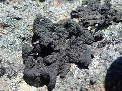 Umbilicaria hyperborea