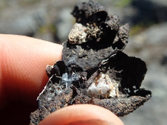 Umbilicaria hyperborea