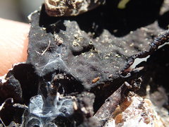 Umbilicaria hyperborea