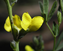 Thermopsis montana