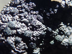 Umbilicaria hyperborea