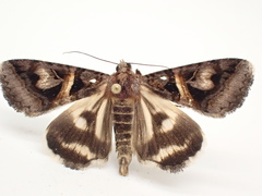 Drasteria grandirena