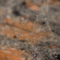 Podolepis capillaris