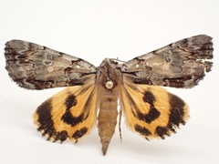 Catocala praeclara