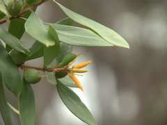 Persoonia stradbrokensis