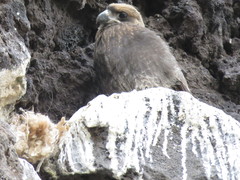 Daptrius albogularis