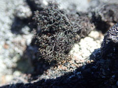 Pseudephebe pubescens