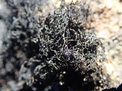 Pseudephebe pubescens