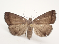 Zanclognatha martha