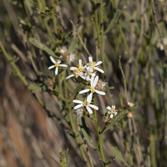 Olearia decurrens