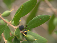 Persoonia stradbrokensis