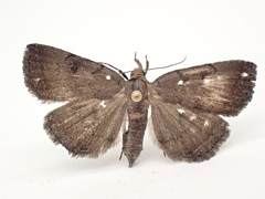 Zanclognatha martha