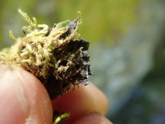 Peltigeraceae