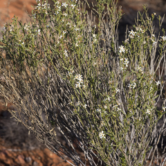 Olearia decurrens