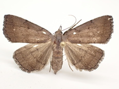 Zanclognatha martha